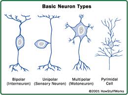 3 types of Neurons